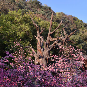 西昌泸山公园樱花簇拥的枯树