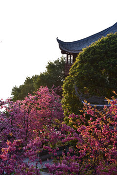 西昌泸山公园樱花楼角