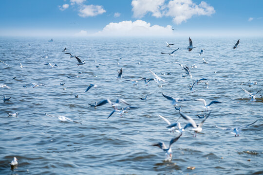 天津东疆亲海公园展翅飞翔的海鸥