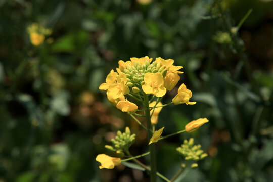 油菜花