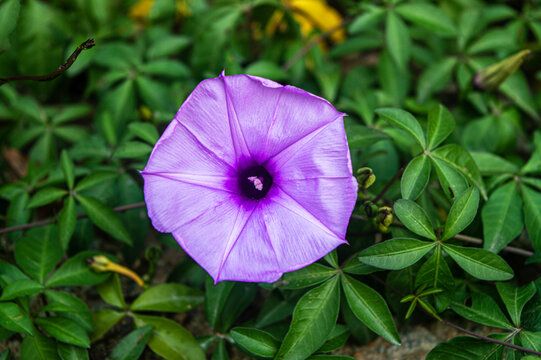 牵牛花