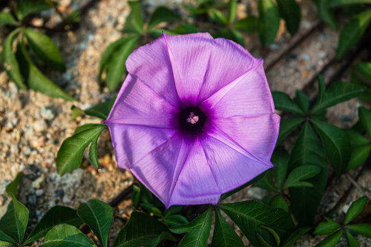 牵牛花