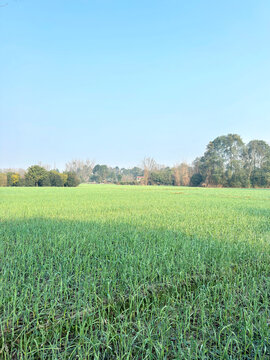 田野