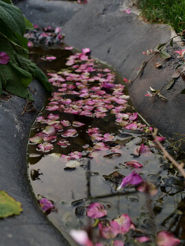 春日亦有落花时