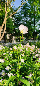 春日公园氛围花朵花卉鲜花场景