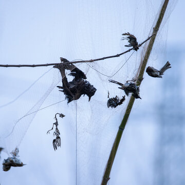 鸟类被人类的网捕捉而腐烂