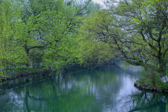 杭州花港观鱼春天的树木与河流