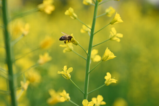 蜜蜂在油菜花花上授粉的特写镜头