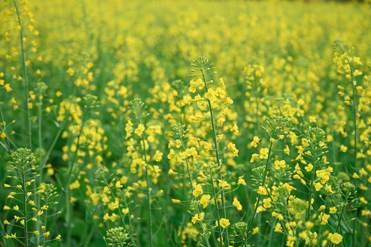 田间黄色油菜花花植物全帧拍摄