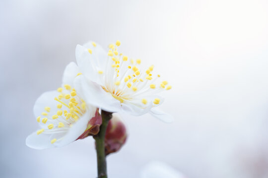 微距拍摄盛开的白梅花特写镜头