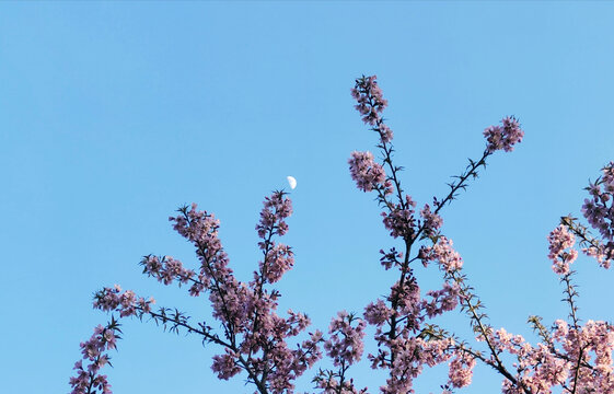樱花和月亮