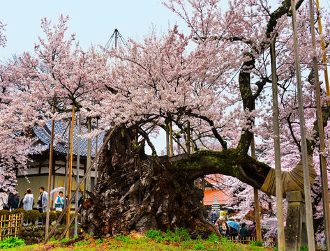 樱花树2000年树龄