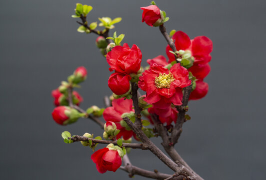 贴梗海棠花