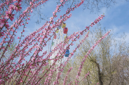 花枝条