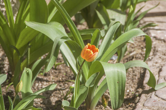 郁金香花草