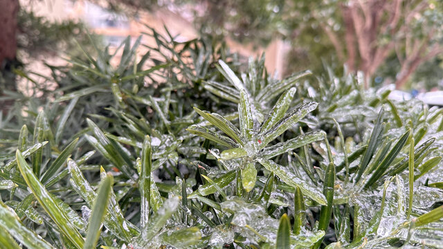 雪中植物