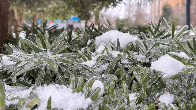雪中植物