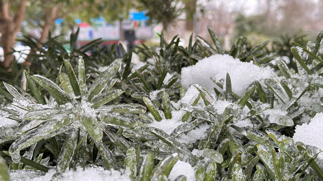 雪中植物