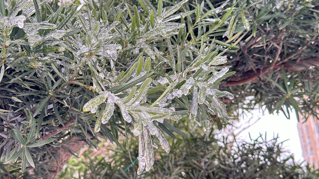 雪中植物