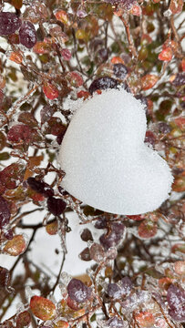 雪中植物