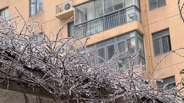 雪中植物