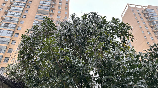 雪中植物