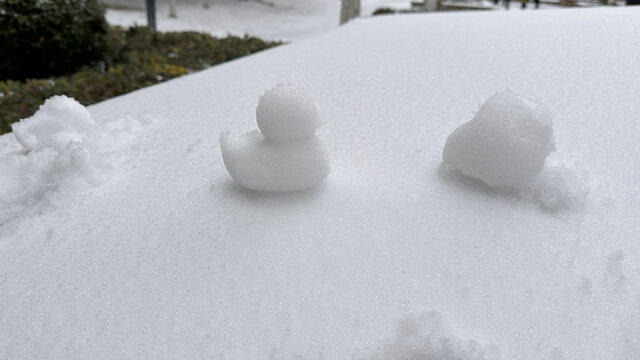 雪中植物