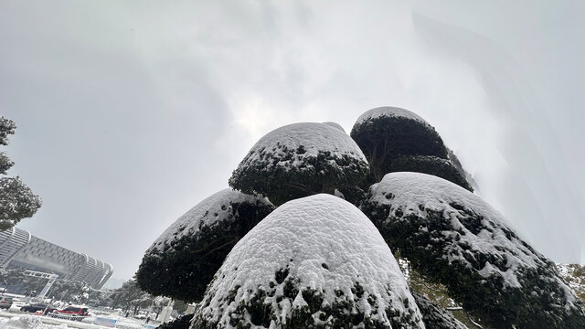 雪天植物