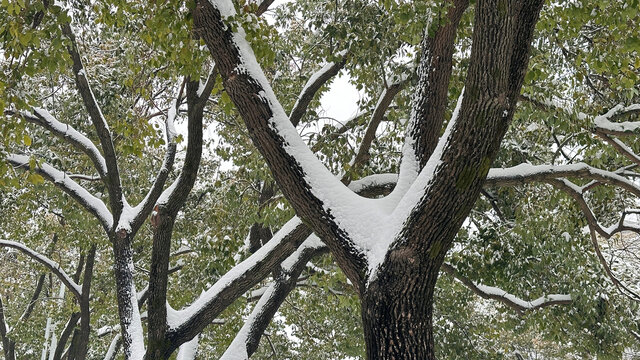 树上的雪