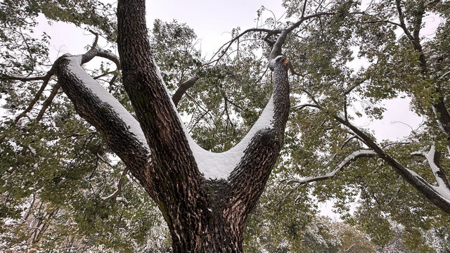 积雪