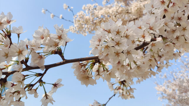 樱花