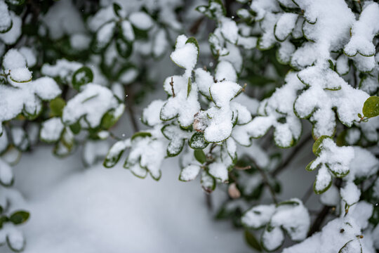 雪压枝头