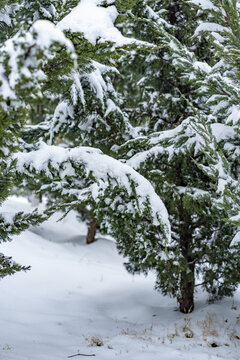 雪压枝头