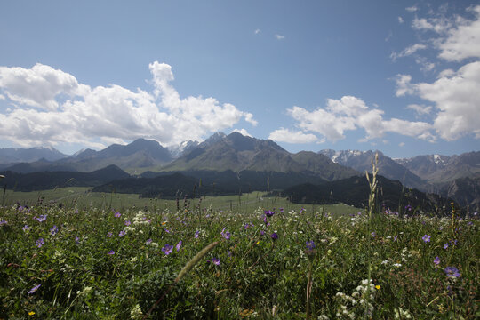 鲜花草原雪山