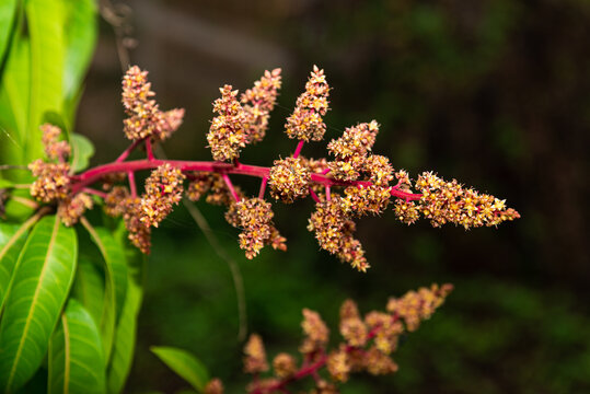 芒果树开花