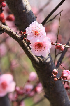 盛开的粉色梅花