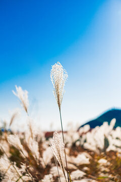 逆光下的芦苇