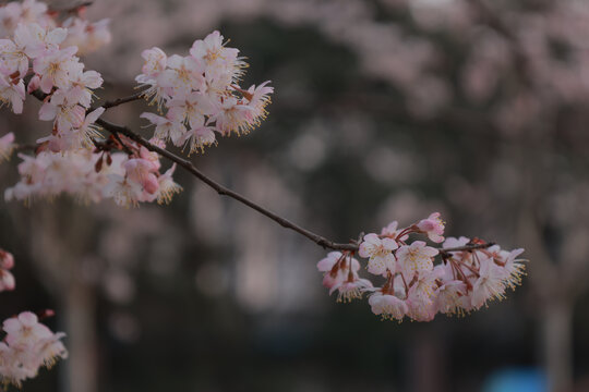 樱花