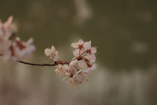 樱花