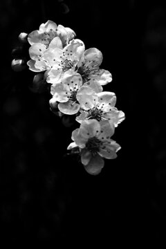 黑白杏花