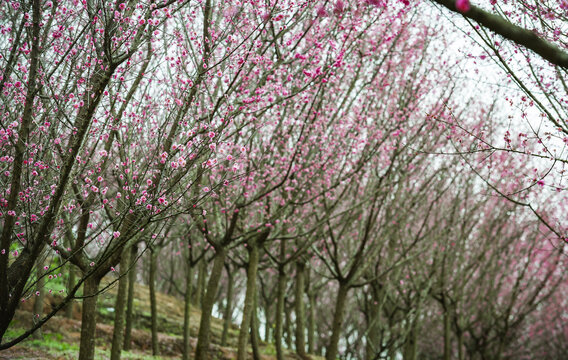 梅林梅花