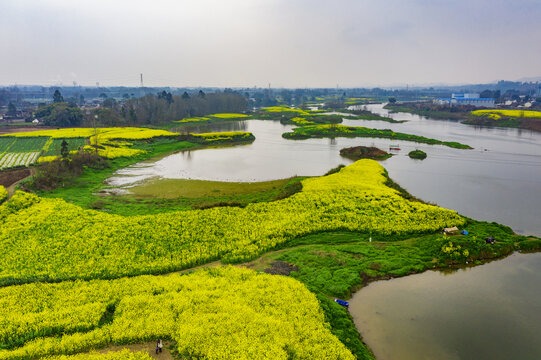 川西坝子油菜花水景