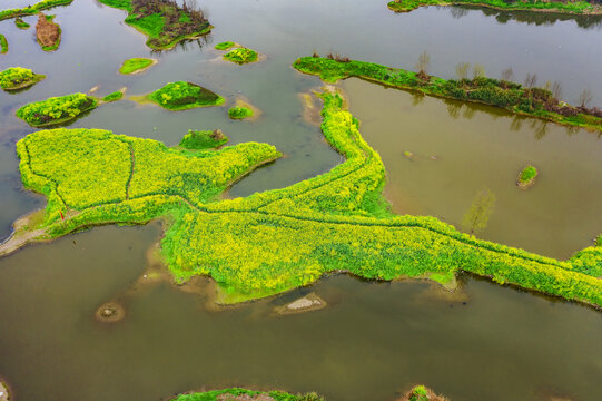 川西坝子油菜花水景