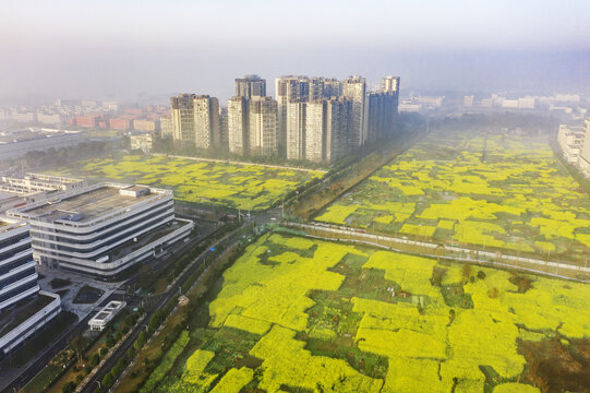 清晨雾境中的油菜花