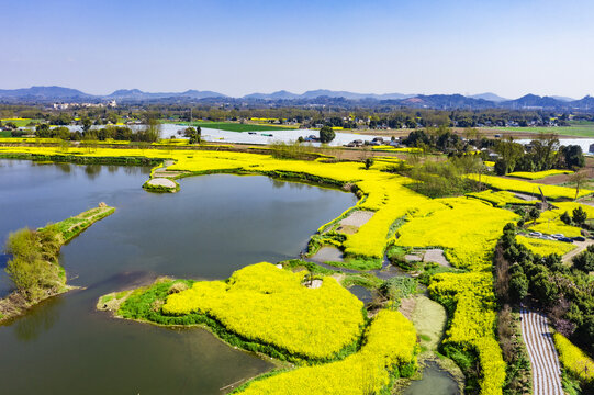 川西坝子水乡油菜花