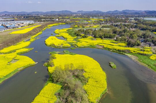 川西坝子水乡油菜花