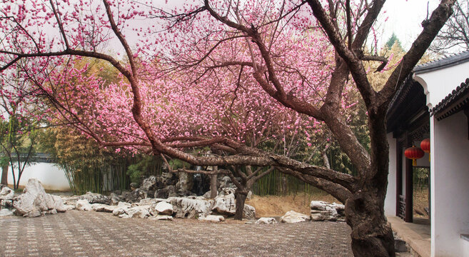 梅花与徽派建筑