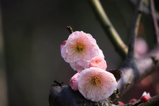 梅花之蜜蜂采蜜