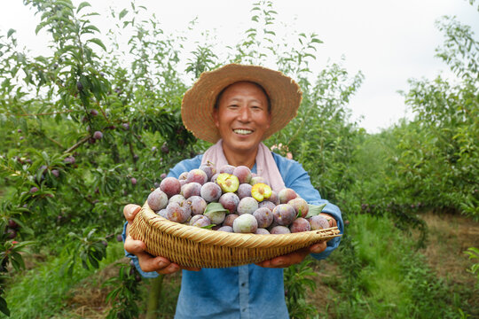 红脆脱骨李