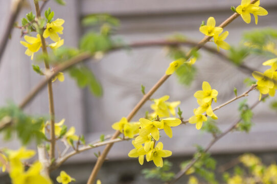 连翘花枝小黄花